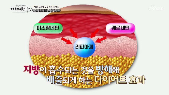 식욕 억제와 체중 관리에 도움을 준 ≪시서스≫의 효능 TV CHOSUN 20230105 방송