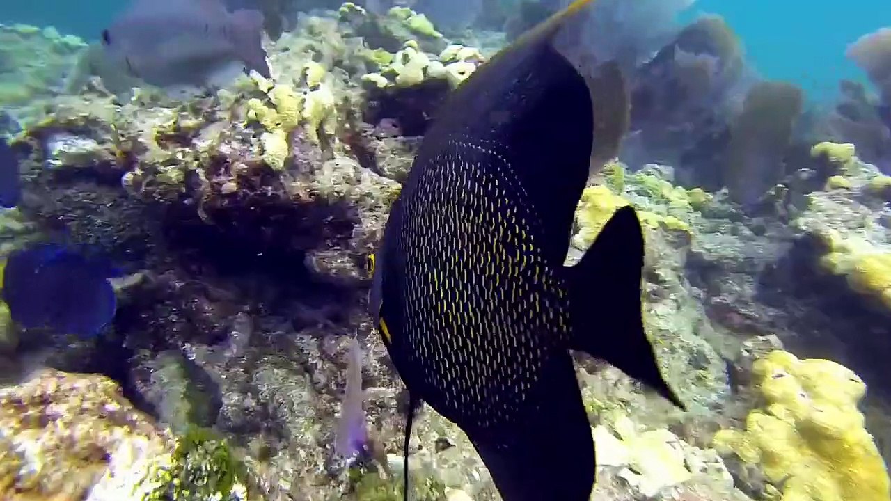 Mysteries at the museum - se16 - ep13 - miracle bubble, skeletons in the closet and curious george hd watch