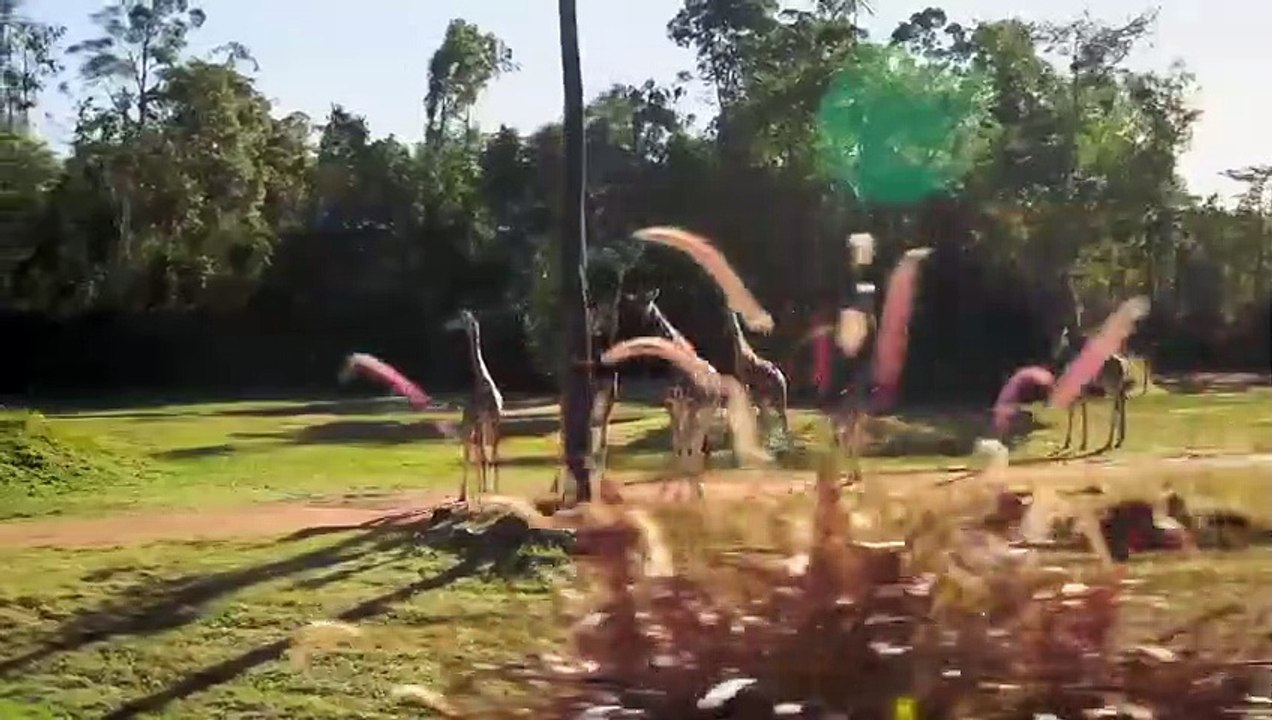 Crikey! It's the Irwins - Se1 - Ep02 - Tiger eyes HD Watch