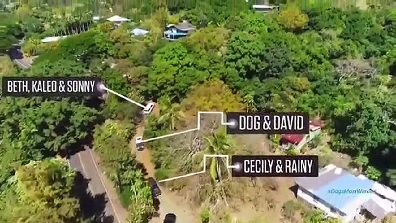 Dog's most wanted - se1 - ep01 - like father, like son hd watch