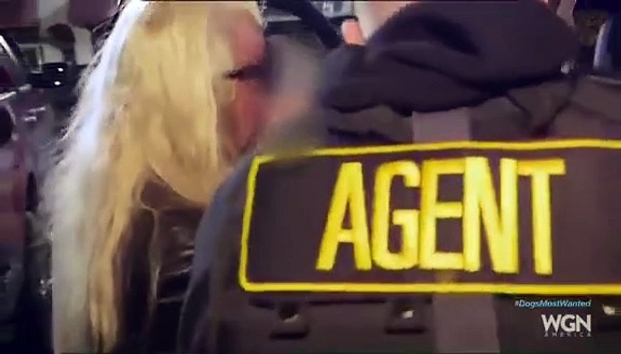 Dog's Most Wanted - Se1 - Ep03 - Alabama sweep HD Watch