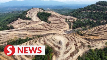 Environs groups, villagers claim land clearing being done in Kledang Saiong reserve