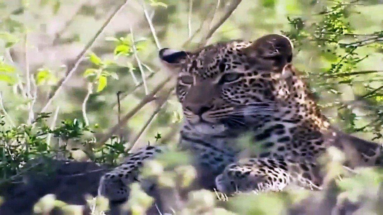 Big Cat Diary - Se3 - Ep13 HD Watch