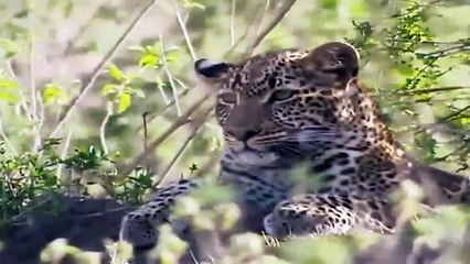 Big Cat Diary - Se3 - Ep13 HD Watch