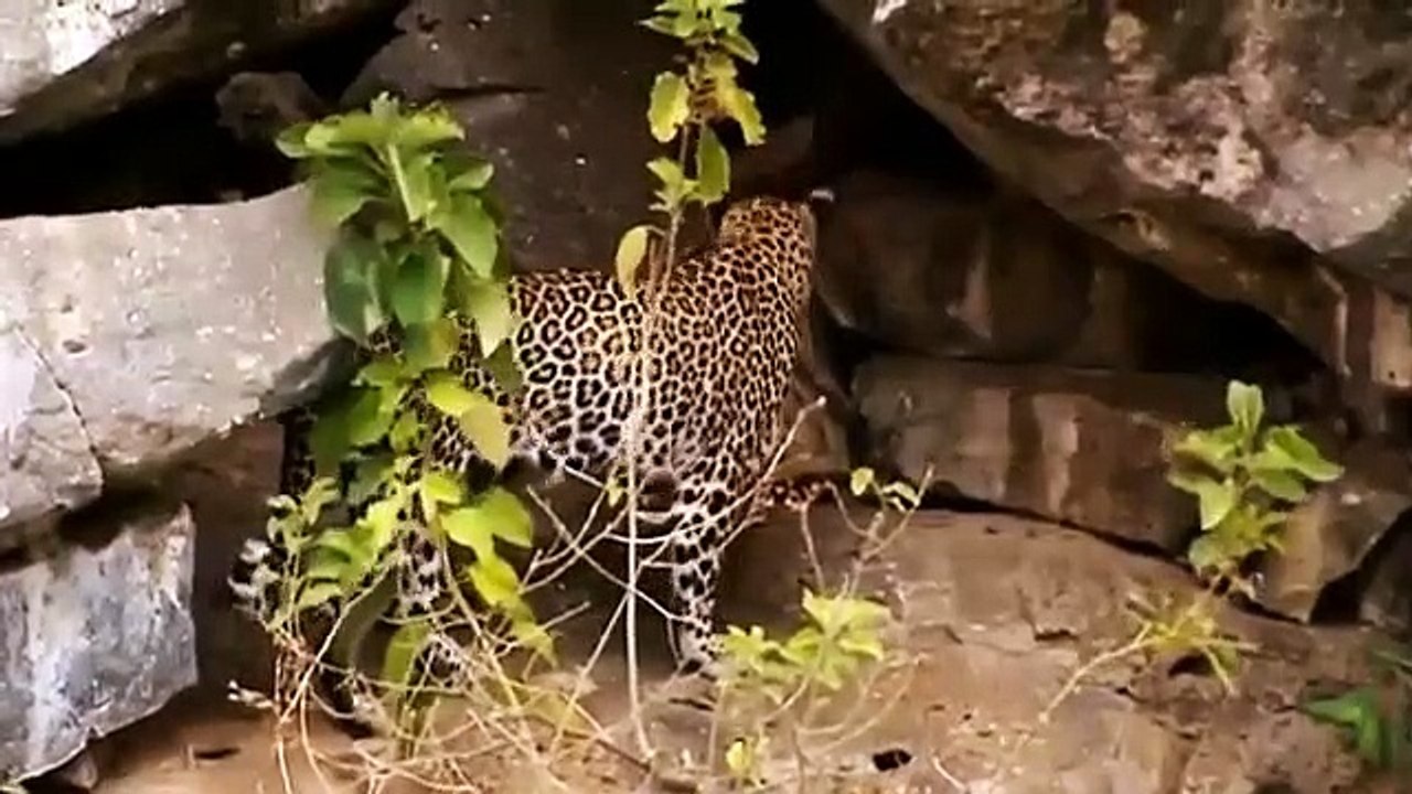 Big Cat Diary - Se4 - Ep01 HD Watch