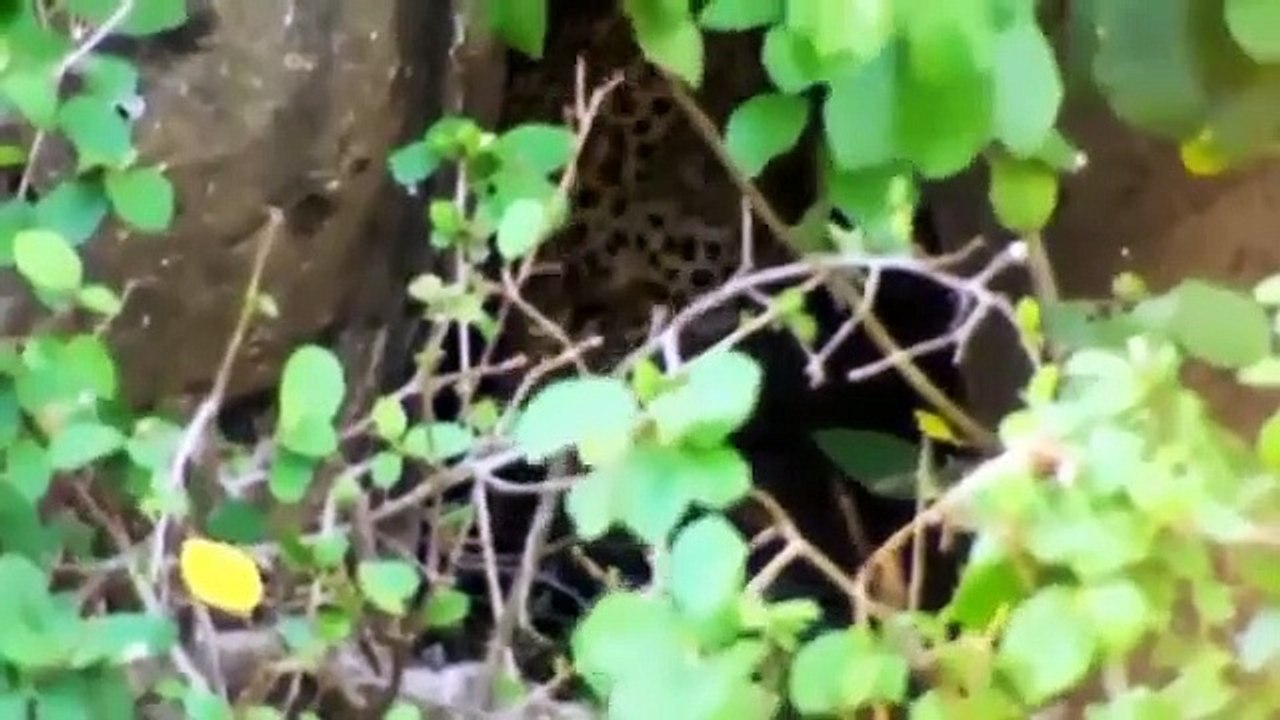 Big Cat Diary - Se4 - Ep04 HD Watch