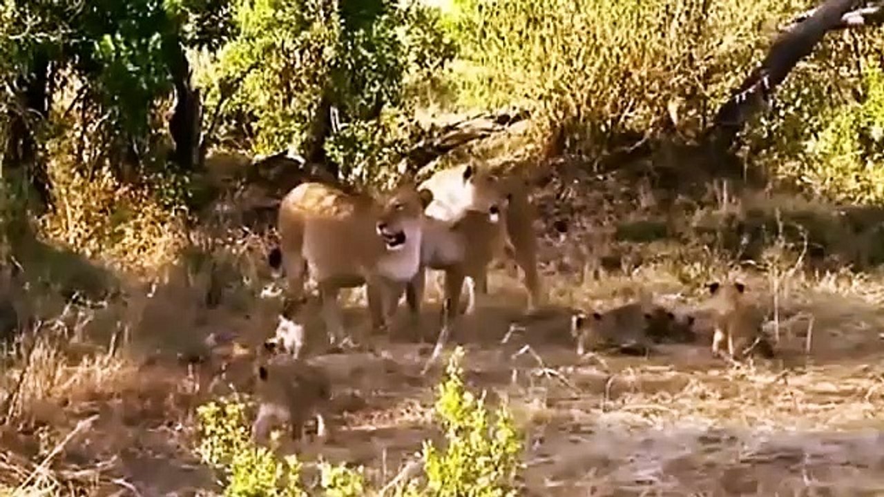 Big Cat Diary - Se4 - Ep07 HD Watch