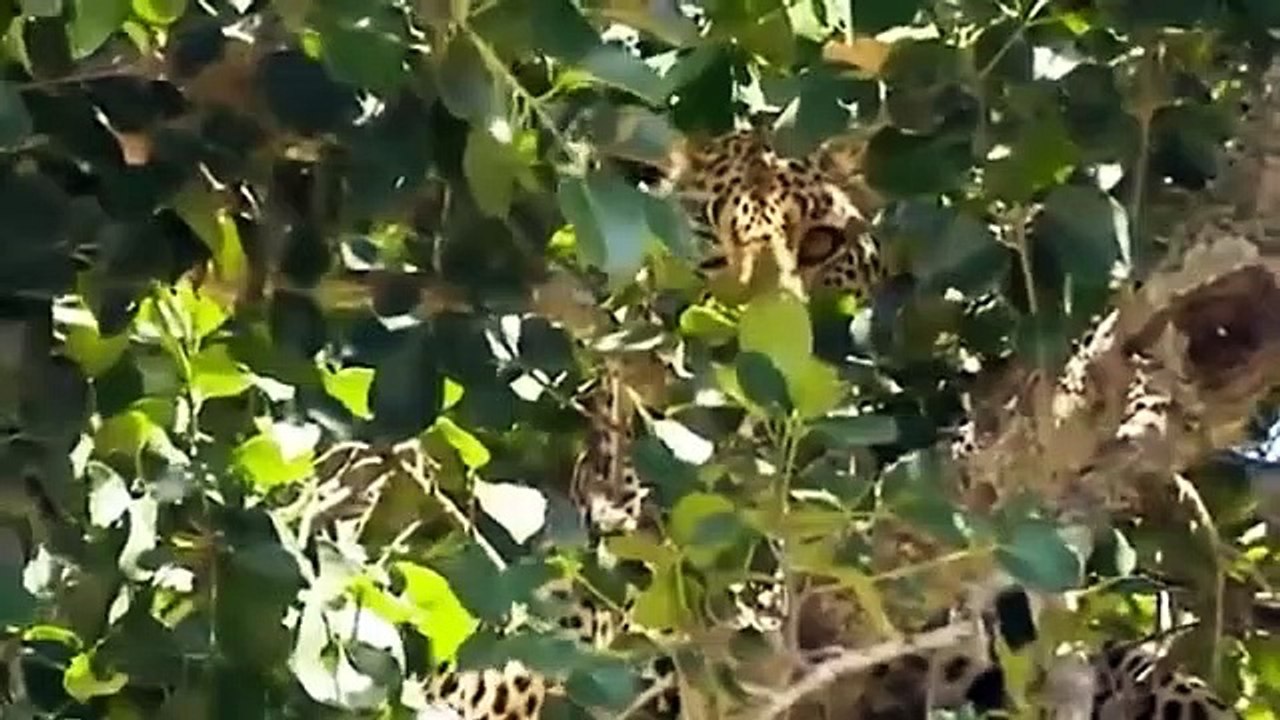 Big Cat Diary - Se4 - Ep09 HD Watch