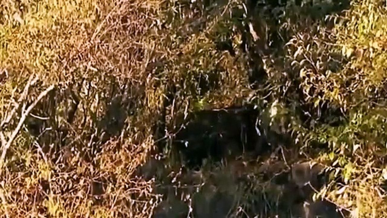 Big Cat Diary - Se4 - Ep10 HD Watch