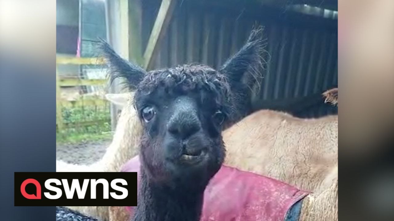Alpacas and llamas enjoy late festive feast after owners treat them to recycled Christmas trees