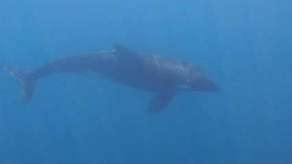 Curious orca breaks free from pod to spend time with tourists in the Gulf of California