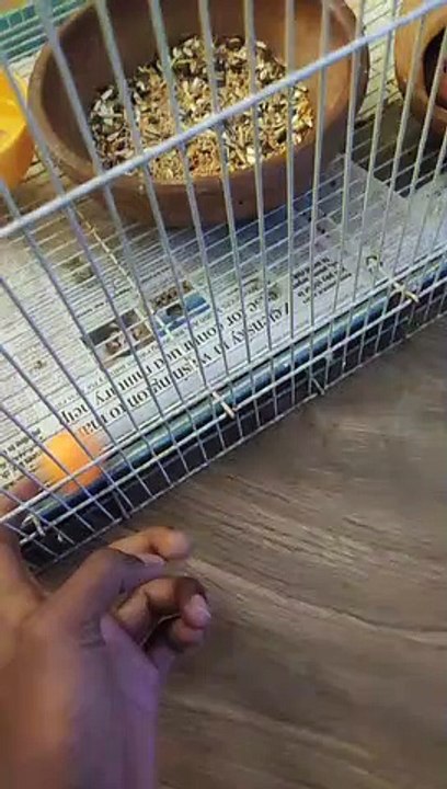 love birds, love birds breeding, love birds movie, love birds and pigeons, love birds sound, love birds food, love birds song, love birds trailer, love birds drawing, love birds cage