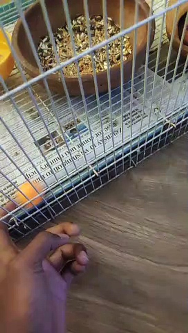 ⁣love birds, love birds breeding, love birds movie, love birds and pigeons, love birds sound, love bi