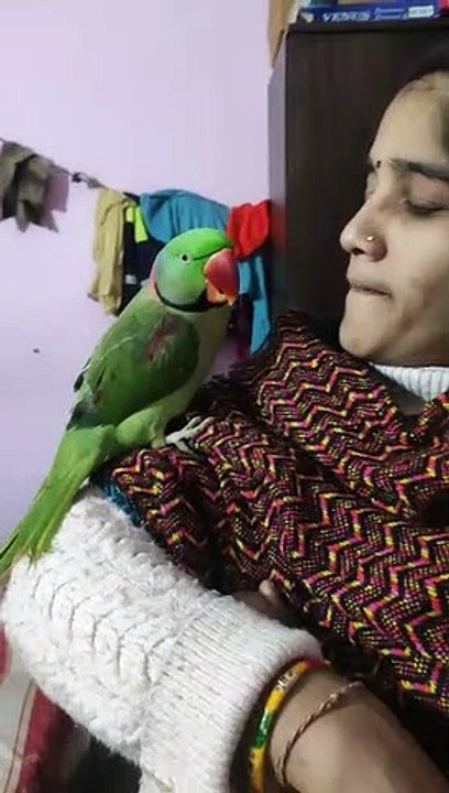 parrot, parrot talking, parrot drawing, parrot sound, parrot voice, parrot video, parrot song, parrot dipankar, parrot cartoon, parrot fish