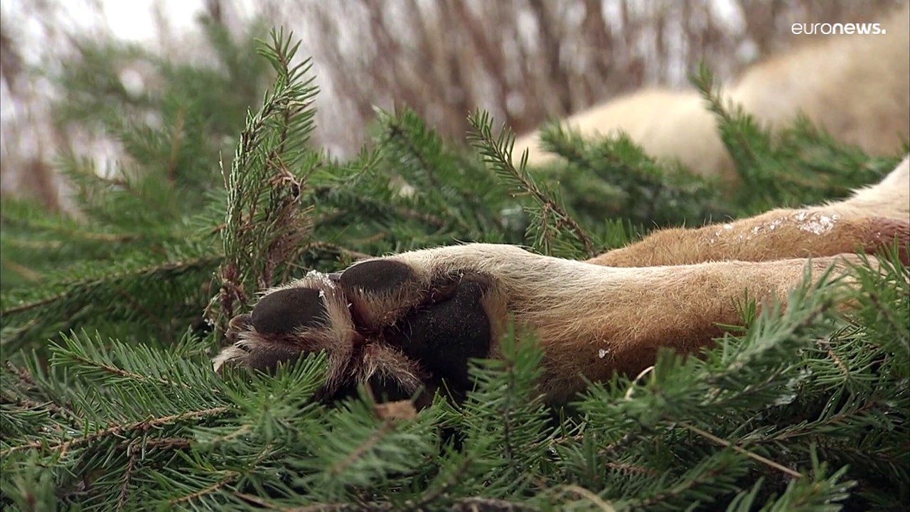 В Швеции началась масштабная охота на волков