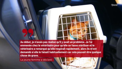 Une femme dépense 12 500 dollars chez le vétérinaire pour son chat qui est en fait juste ‘bizarre’ !