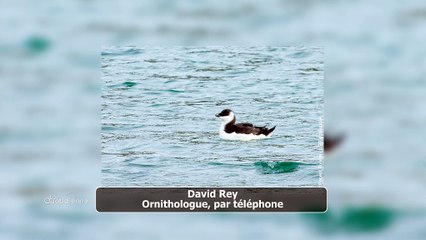 Des pingouins en nombre sur nos côtes méditerranéennes, on vous explique pourquoi