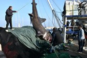 Boyu 10 metre, ağırlığı 2 ton! İzmir'de balıkçıların ağına takılan köpekbalığı herkesi şaşırttı