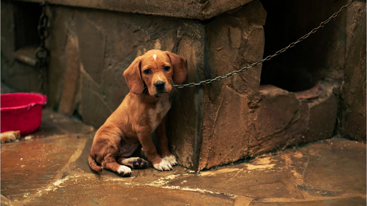 Outrage as a dog was found chained to a pole and dumped in 'freezing' weather