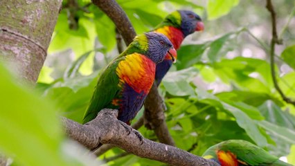 Sun Conures Are Pretty Vocal and Are Amazing Climbers