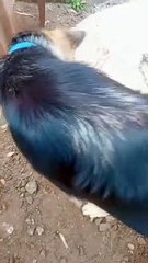 GSD Simbha My Pet Dog|| #germanshepard