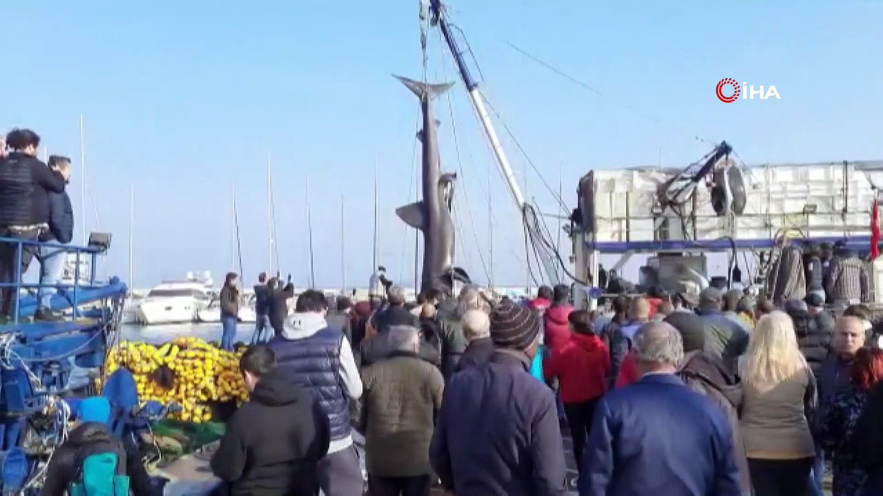 10 metre boyunda ve 2 ton ağırlığında! Görenler dehşete düştü: O anlar saniye saniye kamerada