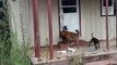 Cachorros em situação de maus-tratos em Penha