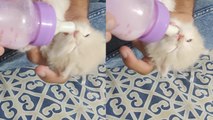 Kitten owner shares precious clip of his hungry pet enjoying drinking milk from bottle
