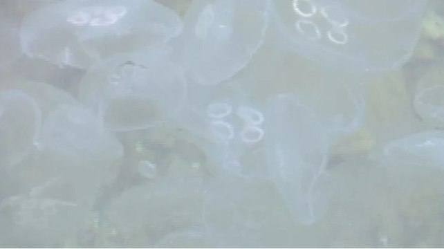 İstanbul Boğazı’nda denizanası istilası