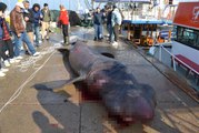Urla'da 7,5 metrelik ölü köpek balığı ağlara takıldı
