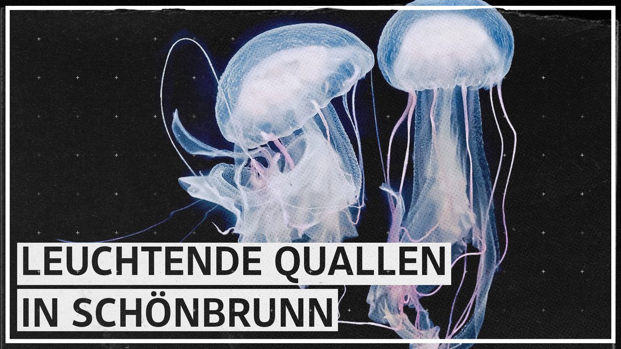 Zuchterfolg: Leuchtende Quallen in Schönbrunn