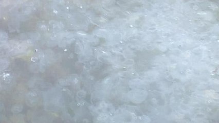 Boğaz'da denizanası yoğunluğu; balık stoklarında azalmaya sebep oluyor