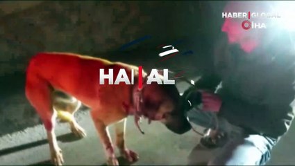 Yer: Sivas... Yaralı buldukları köpeği yolda bırakmadılar