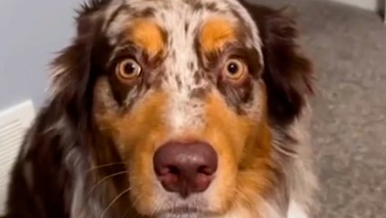 Dog looks profoundly disturbed after being neutered