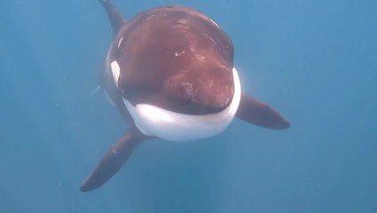 Curious orca breaks away from pod to check out tourist boat in Gulf of California