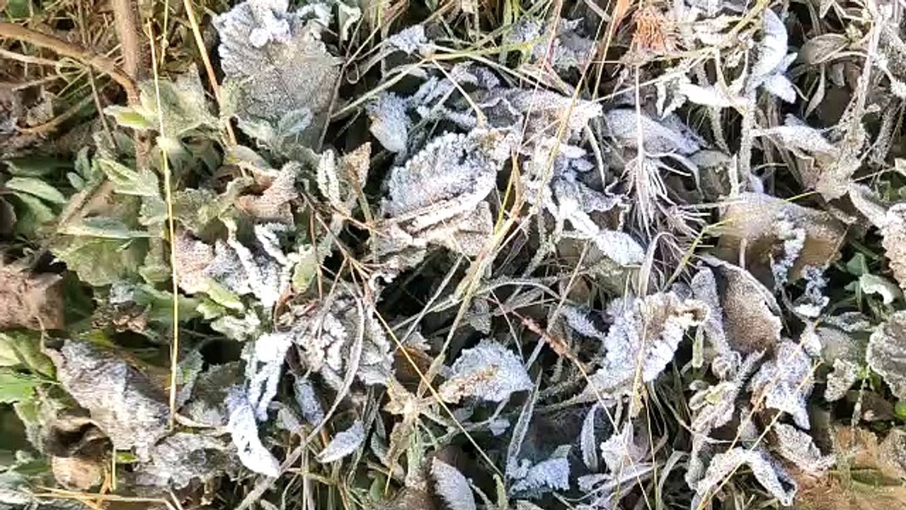 कांठल शीतलहर से छूटी धूजणी, फसलों पर जमी बर्फ,...