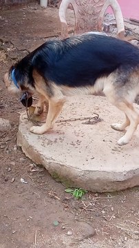 The German shepherd Dog|| The Pet lover