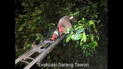 UPT Damkar Wil. 2 Bungbulang Evakuasi Sarang Tawon Di Kp. Pesantren Ds. Bungbulang Kec. Bungbulang Garut