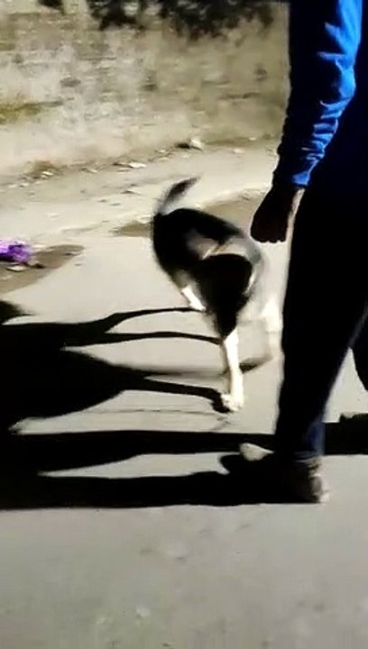 The Powerful GSD Simbha|| German shepherd Dog||