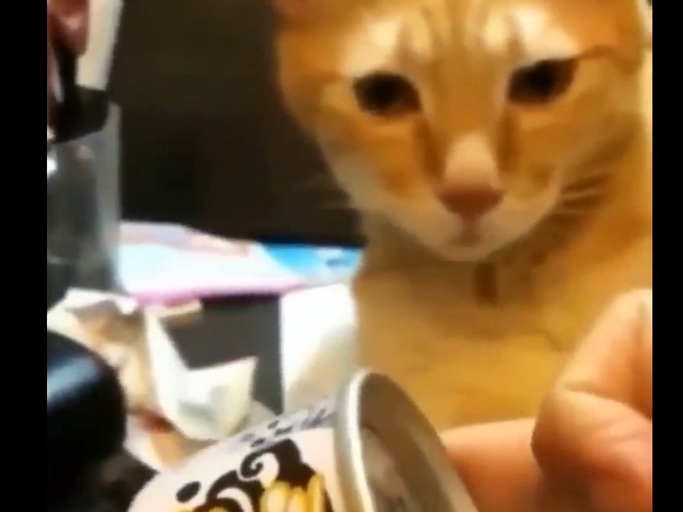 Fanny Video | viral funny animal dog end cat Fanny ❗part2