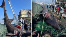 Urla'da 10 metrelik 'camgöz' cinsi köpek balığı yakalandı