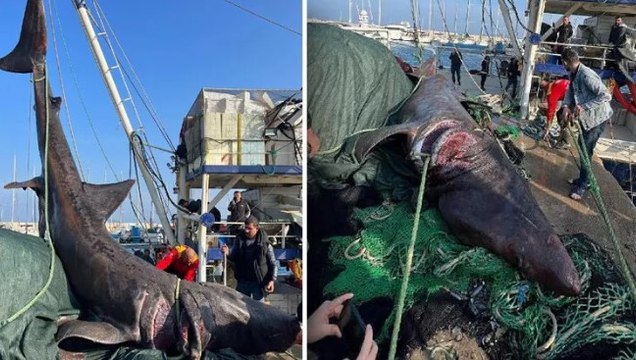 Urla'da 10 metrelik 'camgöz' cinsi köpek balığı yakalandı