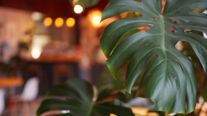 9 Best Large Indoor Plants for Making a Big Statement