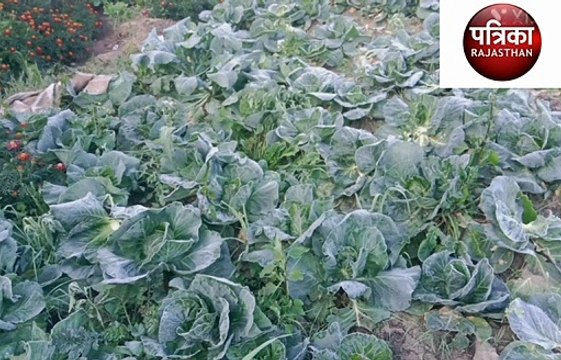 राजसमंद में जानलेवा हुई सर्दी, रात में खेत पर रखवाली करते दो किसानों की मौत, स्कूल दो दिन और नहीं खुलेंगे