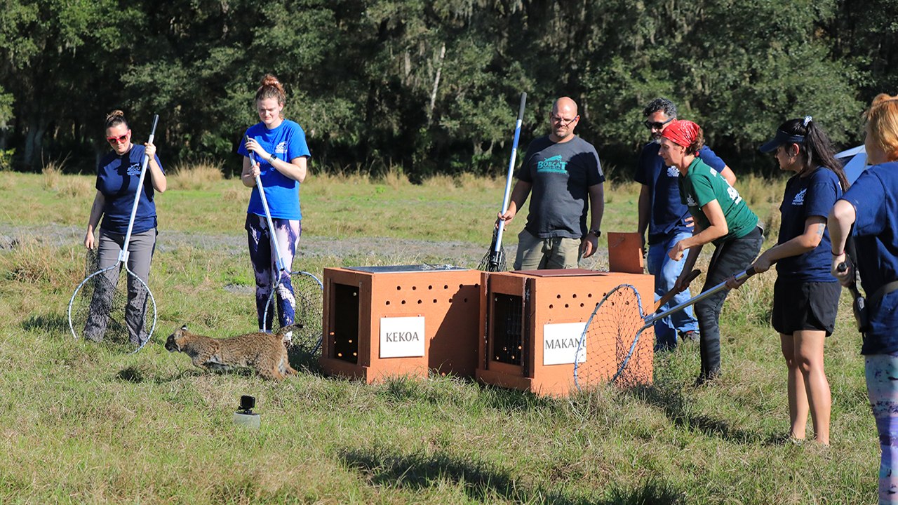 2 Bobcats Run Free Today!  Rescued, Rehabbed, &...