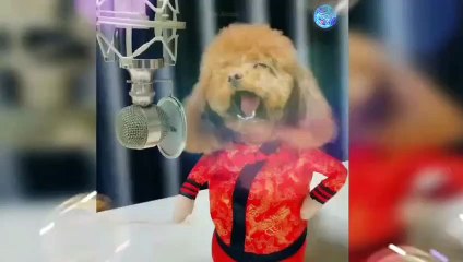 Fanny Dogs /baby Dogs Videos Compilation