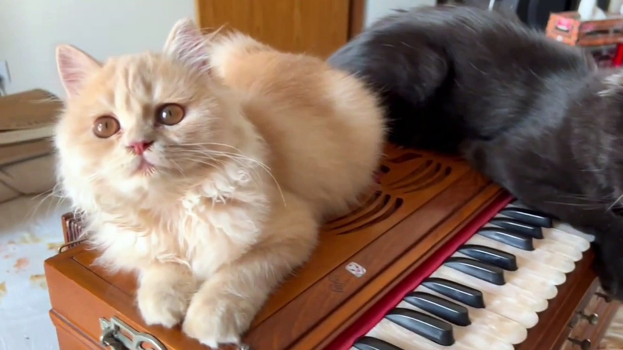 Funny Cat