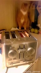 Why I love cats - cats