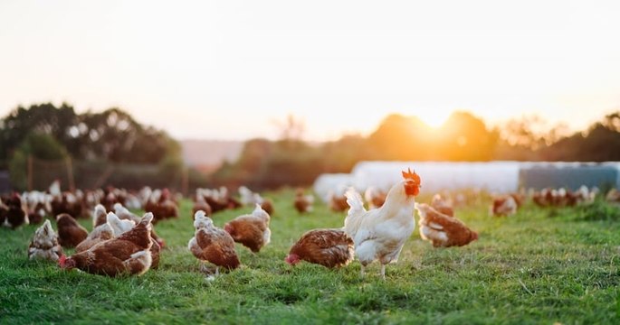 Cette association lance une opération de sauvetage pour faire adopter 10 000 poules pondeuses destinées à l'abattoir