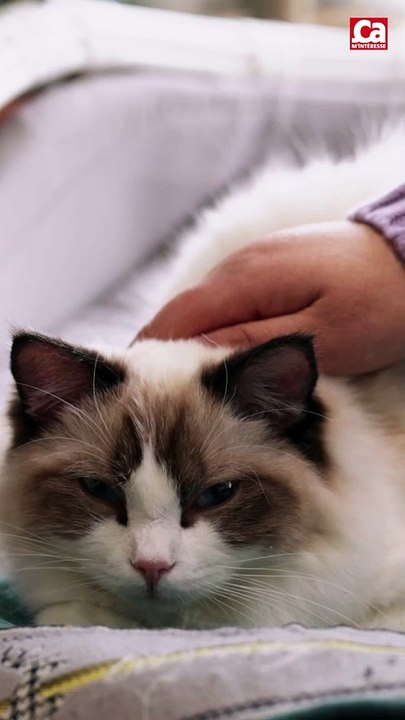 CAM - Quelles sont les races de chats les plus câlines ?
